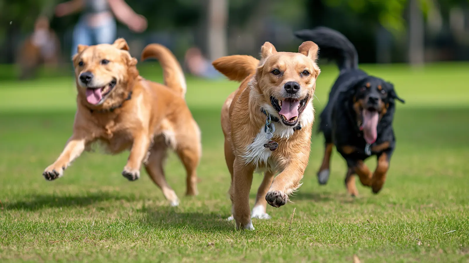 Creating the Ultimate Dog Park with Top-Notch Dog Park Equipment